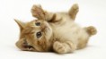/album/fotogalerie/a789345-frisky-wallpaper-kitty-animals-cartoon-p-jpg/